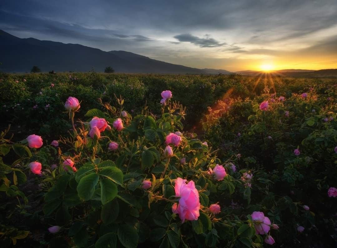 The Rose Valley of Bulgaria
