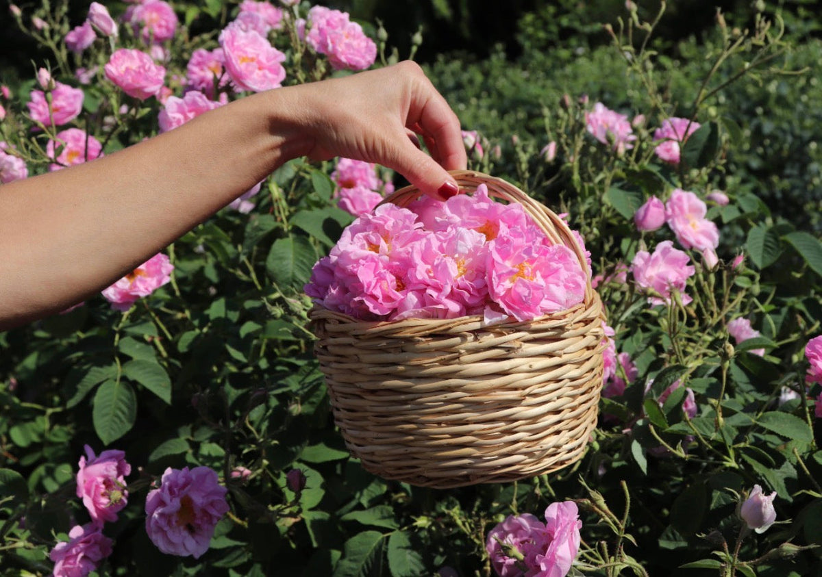 Rose Oil & Rosehip Oil