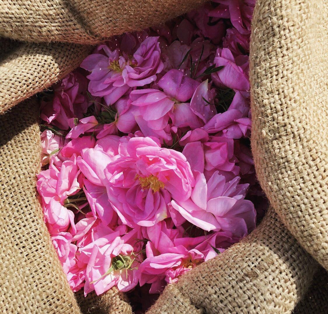 The Rosa Damascena