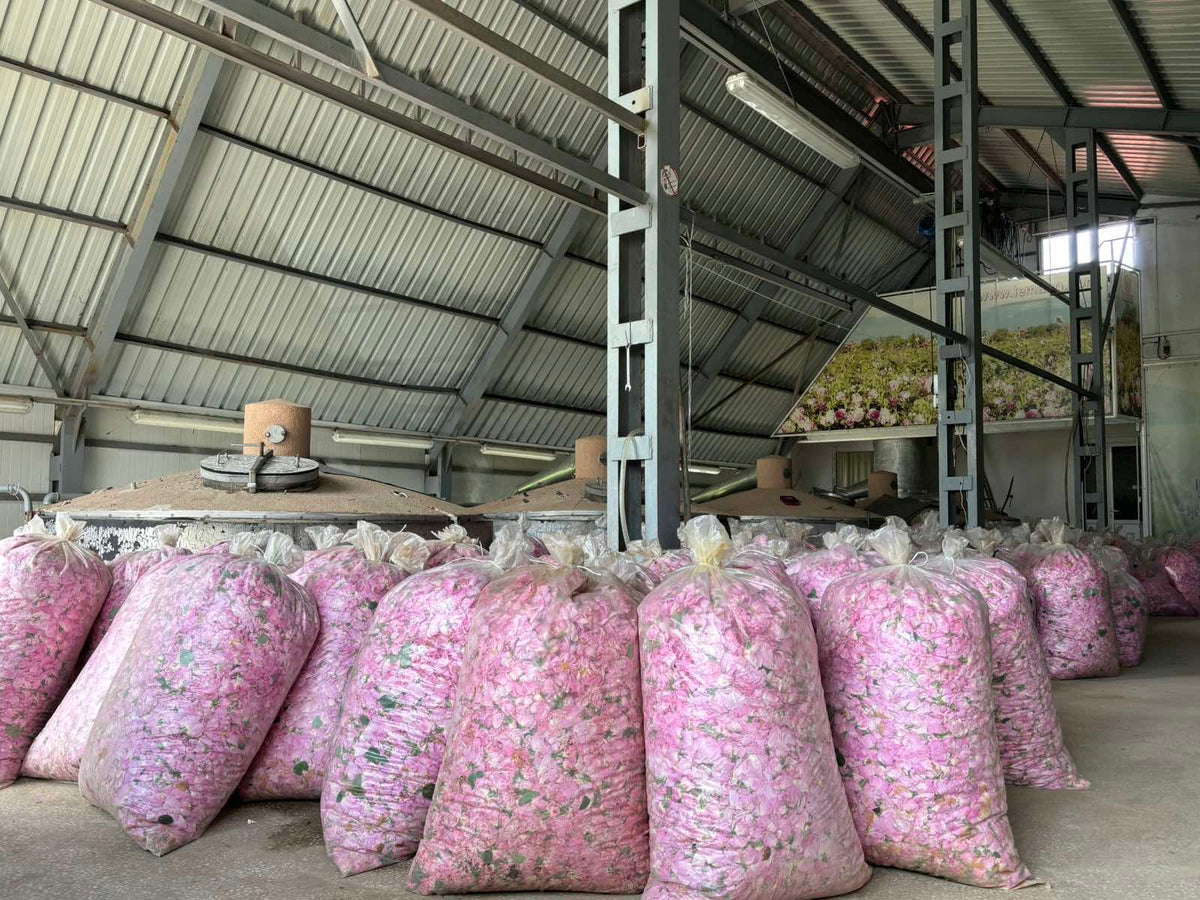 Why Rose Oil Is So Precious